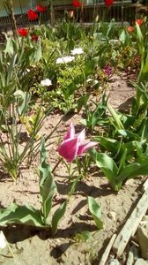 IMG-20200407-WA0029