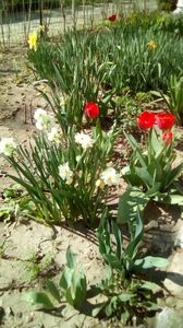 IMG-20200407-WA0035