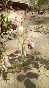 IMG-20200407-WA0037