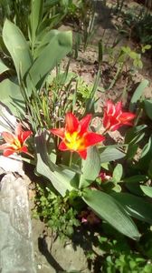 IMG-20200407-WA0040