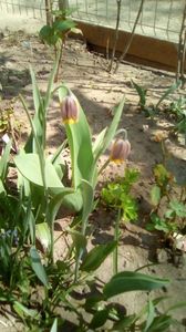 IMG-20200407-WA0041