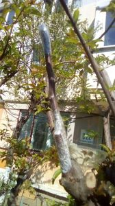 IMG-20200407-WA0051