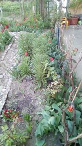 IMG-20200408-WA0002