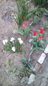 IMG-20200408-WA0008