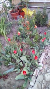 IMG-20200408-WA0016