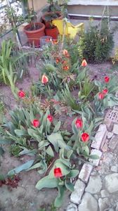 IMG-20200408-WA0017