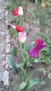 IMG-20200408-WA0018
