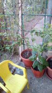 IMG-20200408-WA0024