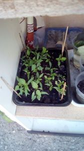 IMG-20200408-WA0030