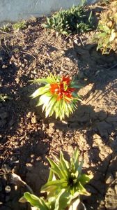 IMG-20200408-WA0049
