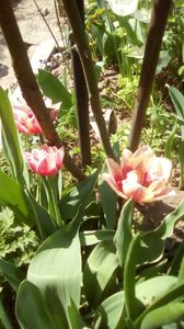 IMG-20200410-WA0008