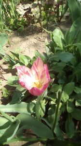IMG-20200410-WA0016