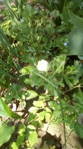 IMG-20200410-WA0025