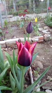 IMG-20200411-WA0008