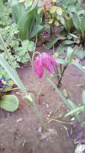 IMG-20200411-WA0011