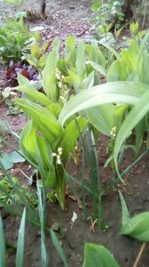IMG-20200411-WA0014