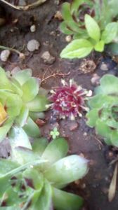 IMG-20200411-WA0017