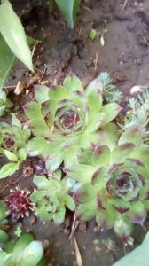 IMG-20200411-WA0020