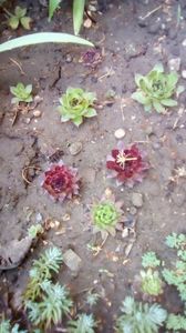 IMG-20200411-WA0021