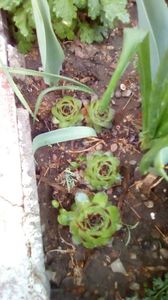 IMG-20200411-WA0023