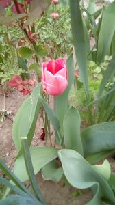 IMG-20200414-WA0002