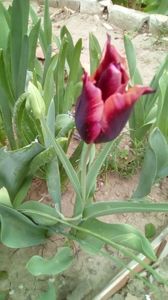 IMG-20200414-WA0005