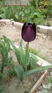 IMG-20200414-WA0006