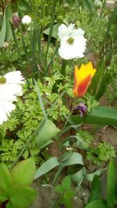 IMG-20200414-WA0008