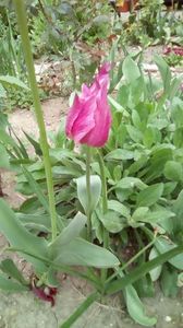 IMG-20200414-WA0011
