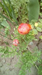 IMG-20200414-WA0014