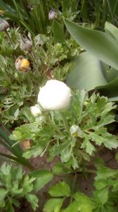 IMG-20200414-WA0017