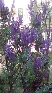 IMG-20200415-WA0000