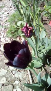 IMG-20200415-WA0007