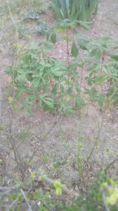 IMG-20200417-WA0010