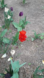 IMG-20200419-WA0013