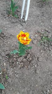 IMG-20200419-WA0017