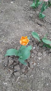IMG-20200419-WA0019