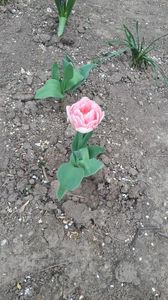 IMG-20200419-WA0020