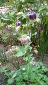 IMG-20200419-WA0031