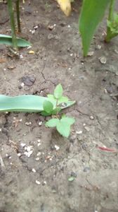 IMG-20200419-WA0037