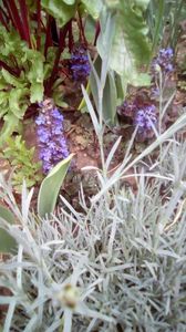 IMG-20200419-WA0041
