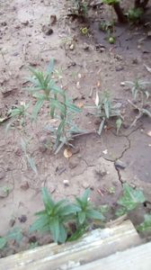 IMG-20200419-WA0046