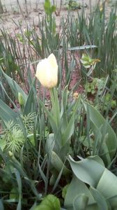 IMG-20200419-WA0047