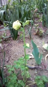 IMG-20200419-WA0049