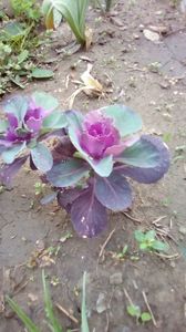 IMG-20200419-WA0052