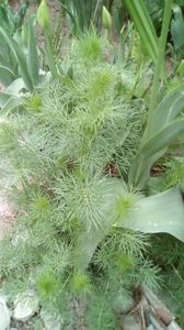 IMG-20200419-WA0061