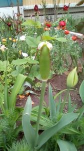 IMG-20200419-WA0063