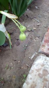 IMG-20200419-WA0065