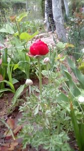 IMG-20200419-WA0067