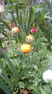 IMG-20200419-WA0070